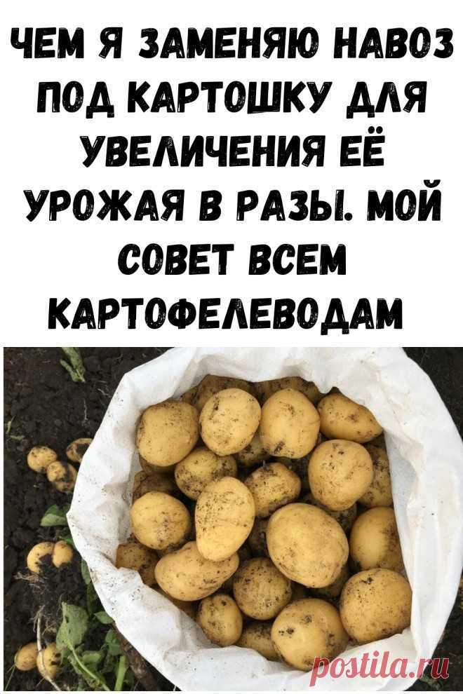 Чем я заменяю навоз под картошку для увеличения её урожая в разы. Сегодня я расскажу про интересный способ удобрить и подготовить огород к посадке картофеля без смены участка и внесения дорогих удобрений. подкормки овощей многолетники для сада
