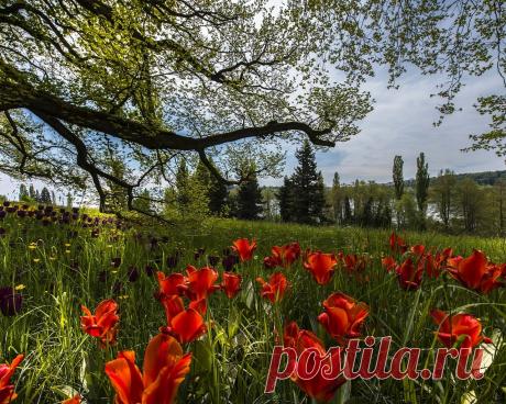 Картинки германия, боденское озеро, mainau island, остров, майнау, природа, пейзаж, деревья, ветки, трава, цветы, тюльпаны - обои 1280x1024, картинка №328935