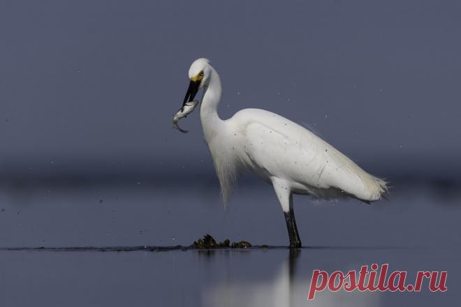 Snowy egret Explore JEO126's photos on Flickr. JEO126 has uploaded 2217 photos to Flickr.