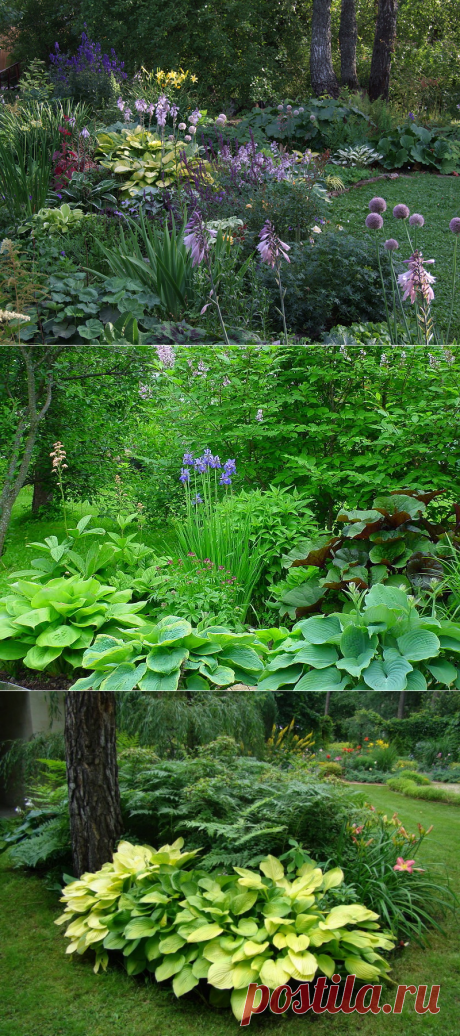 Теневыносливые растения — 6 соток