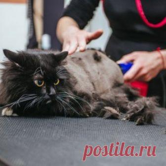 Как правильно подстричь кота в домашних условиях?