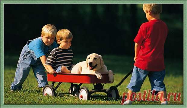 Лучшие породы собак для детей >>>