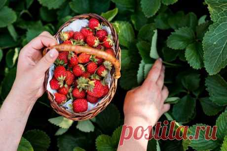 Правила подкормки старой клубники, которая много лет растет на одном месте