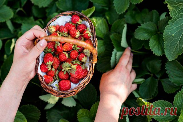 Правила подкормки старой клубники, которая много лет растет на одном месте