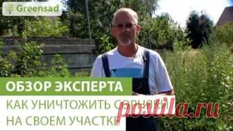 Как уничтожить сорняки на своем участке