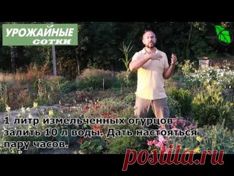 ЭТО ПОМОЖЕТ! Необычный способ подготовки участка под огурцы, картофель, землянику и овощи!