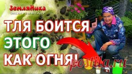Супер способ как УНИЧТОЖИТЬ ВСЮ ТЛЮ на своем участке! Как избавиться от тли без химии!
