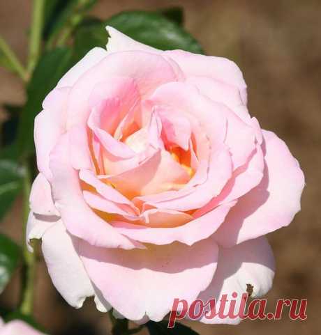 Цветы | Фотографии сергей ефременко | 9668 фото