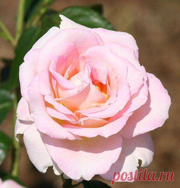 Цветы | Фотографии сергей ефременко | 9668 фото