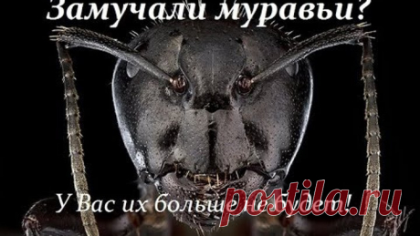 Муравьи? У вас их больше не будет! Как избавится от муравьёв?
