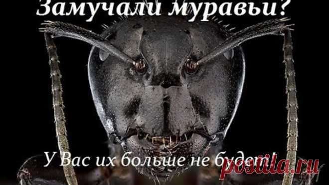 Муравьи? У вас их больше не будет! Как избавится от муравьёв?