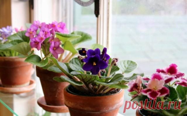 5 лучших цветущих комнатных растений для северных окон. Уход в домашних услових. Фото — Ботаничка.ru