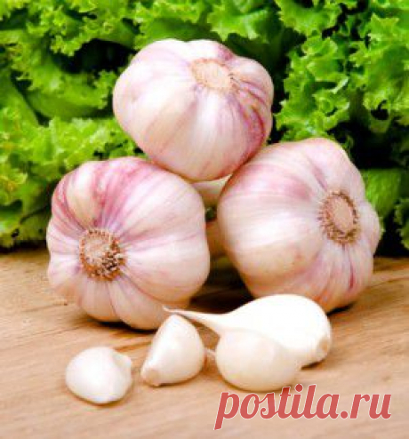 Когда выкапывать и как хранить чеснок.