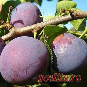 Сорта слив размером с яблоко - МирТесен