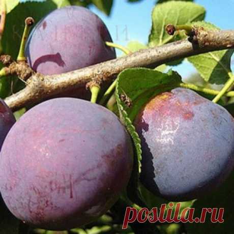 Сорта слив размером с яблоко - МирТесен