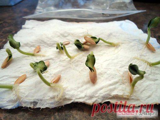 КАК ПРОРАЩИВАТЬ СЕМЕНА.