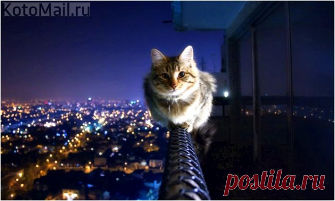 Бесстрашный котэ