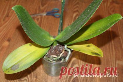 Реанимация орхидеи фаленопсис (phalaenopsis) без корней - "Phalaenopsis"