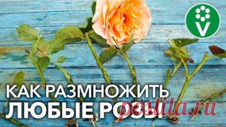УКОРЕНИТСЯ ЛЮБАЯ РОЗА! Самый полный мастер-класс по размножению роз летом