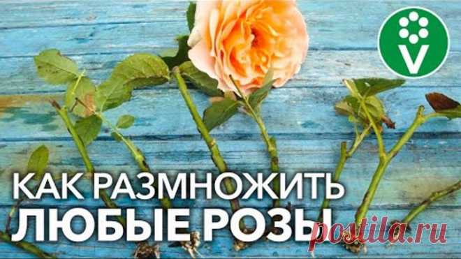 УКОРЕНИТСЯ ЛЮБАЯ РОЗА! Самый полный мастер-класс по размножению роз летом