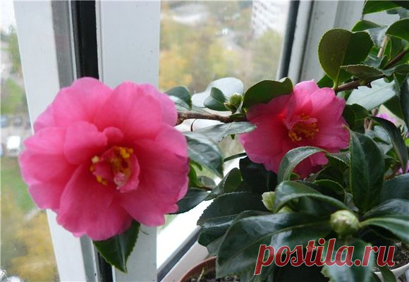 Как ухаживать за японской камелией в домашних условиях?