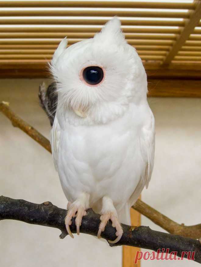 Эти животные-альбиносы не нуждаются в окрасе, чтобы быть великолепным. Увидеть такое - редкое везение! | Все о наших питомцах