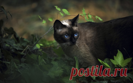 сиамские кошки обои 100406 Животные кот сиамский
