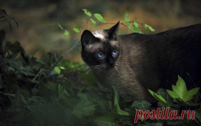 сиамские кошки обои 100406 Животные кот сиамский