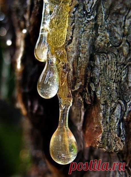 СЕКРЕТЫ ДРЕВЕСНОЙ ЖИВИЦЫ | Велемудр