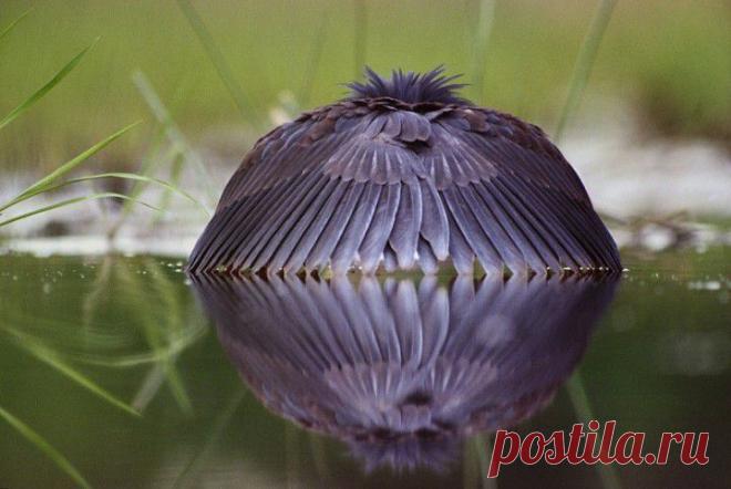 (+1) тема - Потрясающий кадр! | НАУКА И ЖИЗНЬ