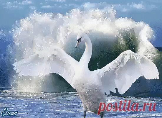 (99+) Одноклассники