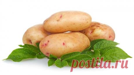 Клубни: колдуем перед посадкой