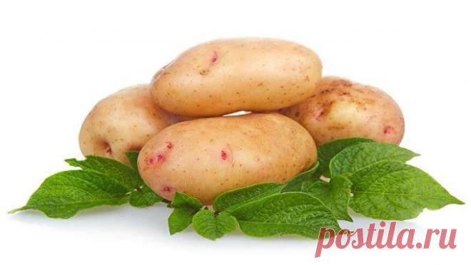 Клубни: колдуем перед посадкой