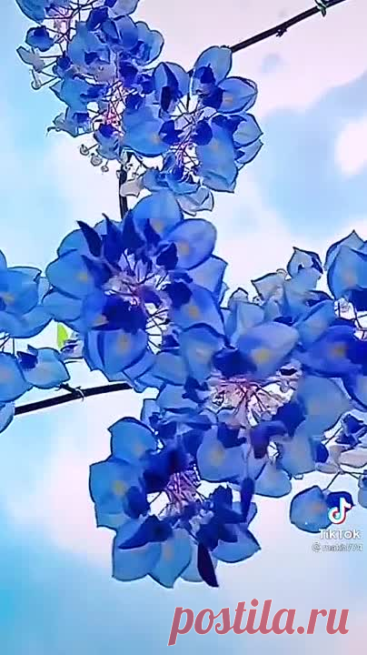 VID-20211017-WA0011.mp4