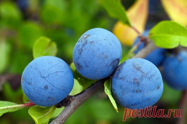 Бесплатные фото на Pixabay - Терн, Слив, Ягода, Синий, Витамины