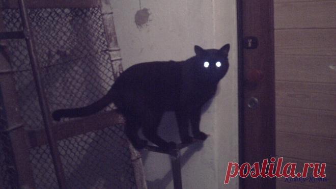 День заглядывания в замочные скважины | 13 марта | Сайт «Кошки–Коты» | Автор Нина Стрелкова | Кошачий календарь «Кошки каждый день» | Если кот заглядывает к вам в замочную скважину, радуйтесь, что это всего лишь кот. Особенно, если это ваш собственный кот. Он просто хочет убедиться, что вы дома, а не подсмотреть, чем вы там занимаетесь. Он и так знает...