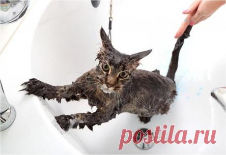 15 несложных шагов, которые помогут помыть кошку без стресса для всех участников процесса и позволят вашему любимцу выглядеть на все 100