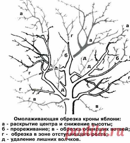 🌳Как омолодить старое дерево | OK.RU