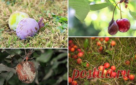 Почему осыпаются завязи и плоды на яблоне, сливе, вишне и других деревьях
Нет ничего страшного в том, когда после цветения дерево избавляется от небольшого количества завязей. Также для дерева естественно сбрасывать созревшие плоды в конце сезона. Но почему осыпаются пло…