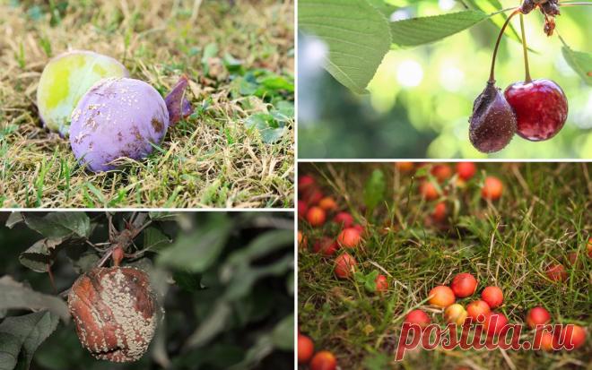 Почему осыпаются завязи и плоды на яблоне, сливе, вишне и других деревьях 


Нет ничего страшного в том, когда после цветения дерево избавляется от небольшого количества завязей. Также для дерева естественно сбрасывать созревшие плоды в конце сезона. Но почему осыпаются пло…