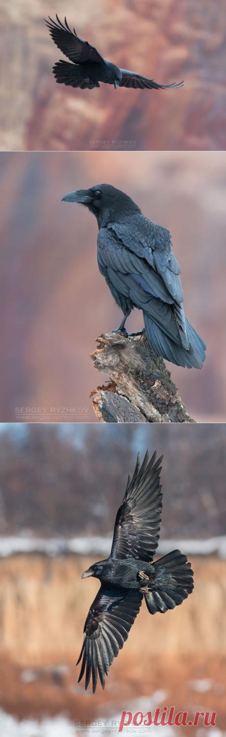 35PHOTO - Сергей Рыжков - Ворон (Corvus corax)