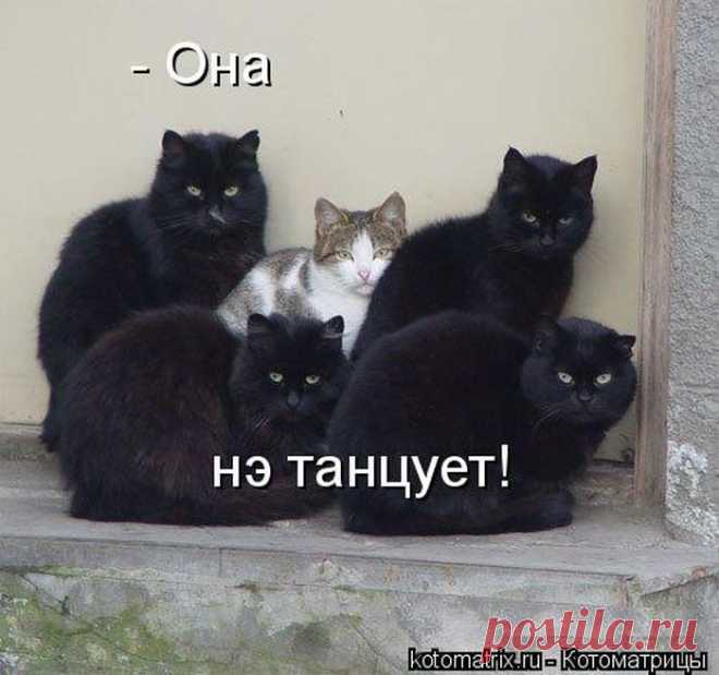 СУББОТНЯЯ КОТОМАТРИЦА.