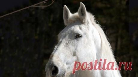 Белая лошадь - 51 фото - картинки: смотреть онлайн