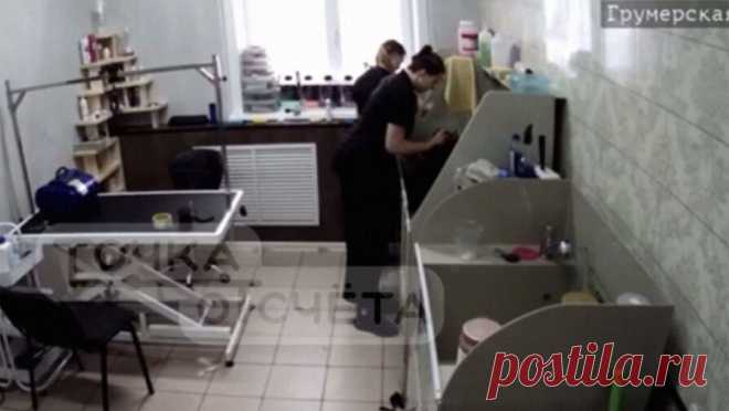 Сахалинские грумеры избили кота-клиента за непослушание и попали на видео. В Южно-Сахалинске грумеры во время процедуры избили кота-клиента за непослушание. Об этом сообщает Telegram-канал Точка отсчета. По информации Telegram-канала, хозяйка отвела своего питомца на процедуру экспресс-линьки в салон груминга. ...