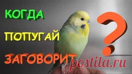 🎓 За какое время можно научить волнистого попугая говорить