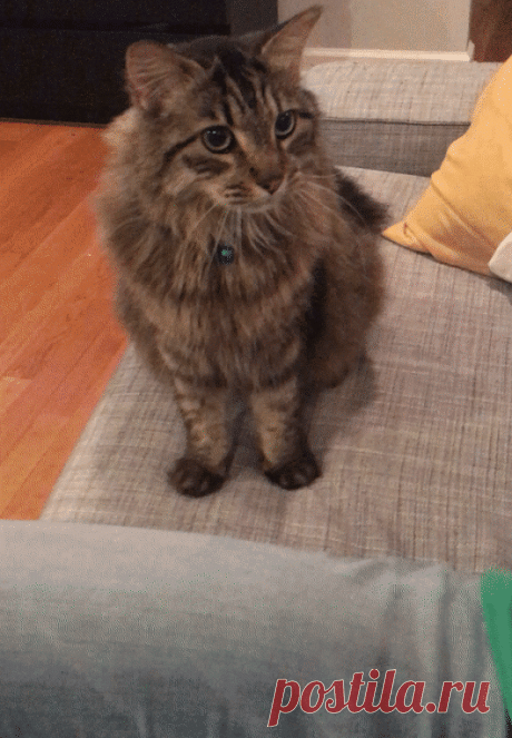 Анимация, Gif, фото, цитаты и т. д.... – Google+