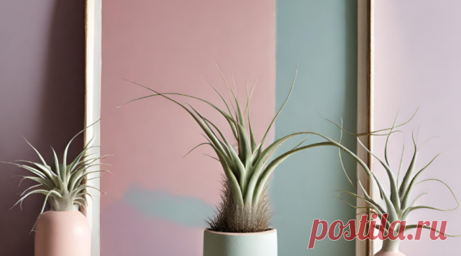 20 фото: тилландсия атмосферная в интерьере | Комнатные цветы и растения