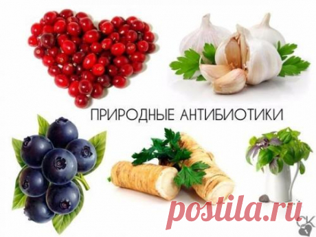 Природные антибиотики.  ? 1. Хрен. Корень хрена содержит горчичное масло и энзим. При растирании корня оба вещества объединяются под воздействием кислорода и образуют аллиловое горчичное масло. Это и есть сильный природный антиби...