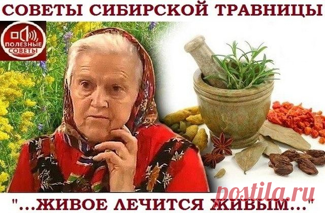 "Живое лечится живым" или 18 ЗОЛОТЫХ советов сибирской травницы