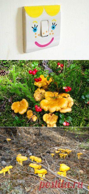 Не задумывались, почему лисички никогда не бывают червивыми | Хитрости Жизни